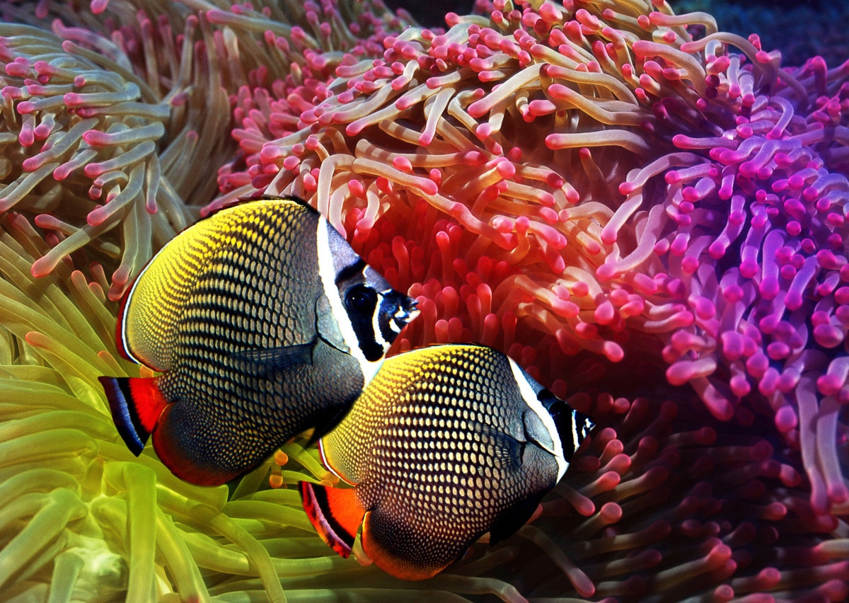 Papermoon Fototapete »Fische« von Papermoon