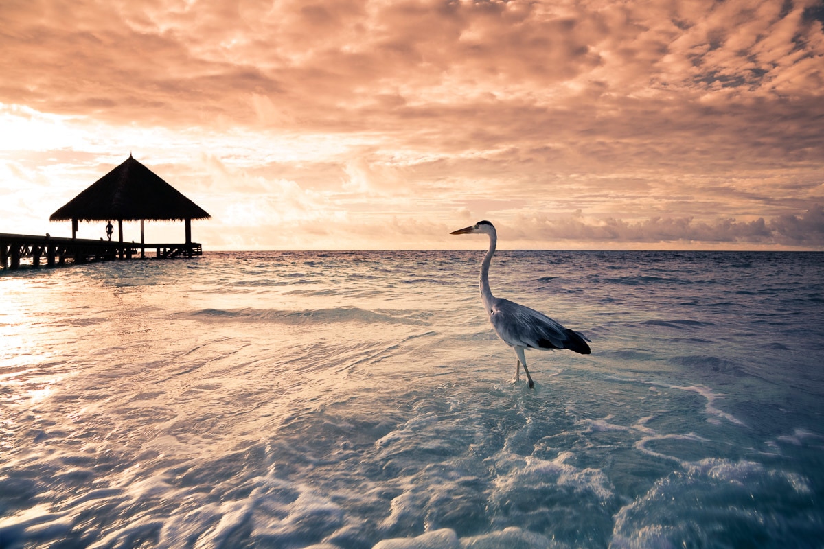 Papermoon Fototapete »Flamingo Tropical Beach« von Papermoon