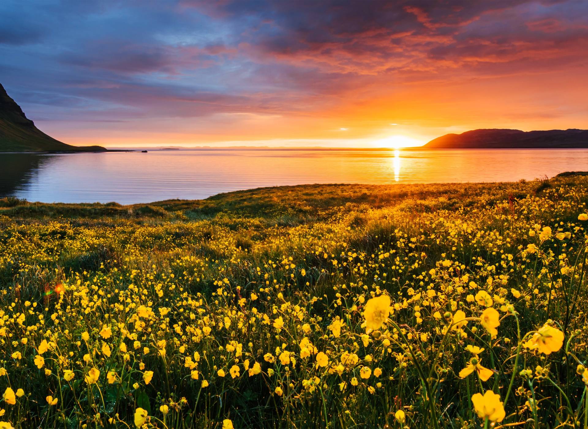 Papermoon Fototapete »Flower Field Kirkjufell Iceland« von Papermoon