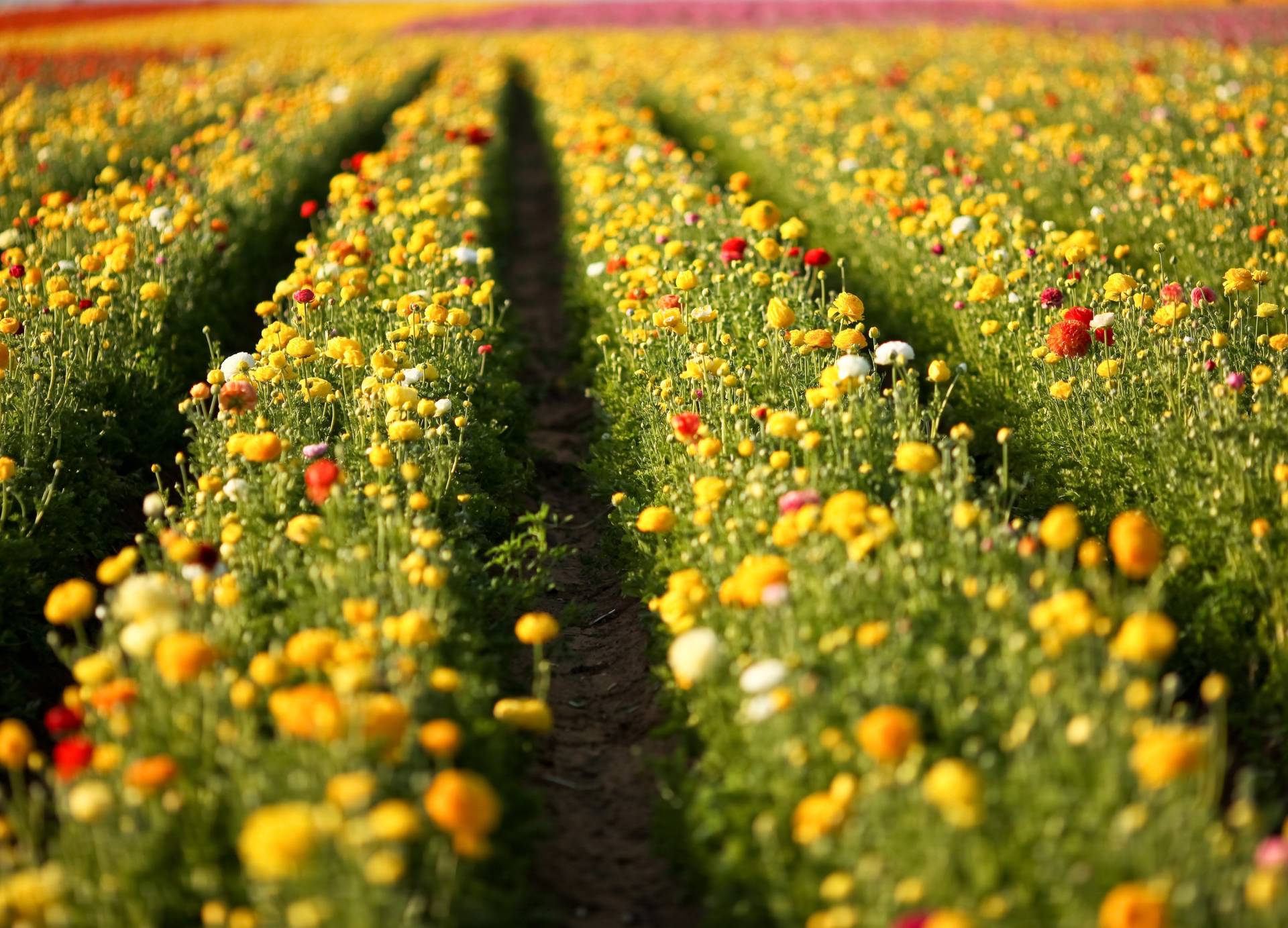 Papermoon Fototapete »Flower Field in San Diego« Papermoon Fototapete »Flower Field in San Diego« von Papermoon