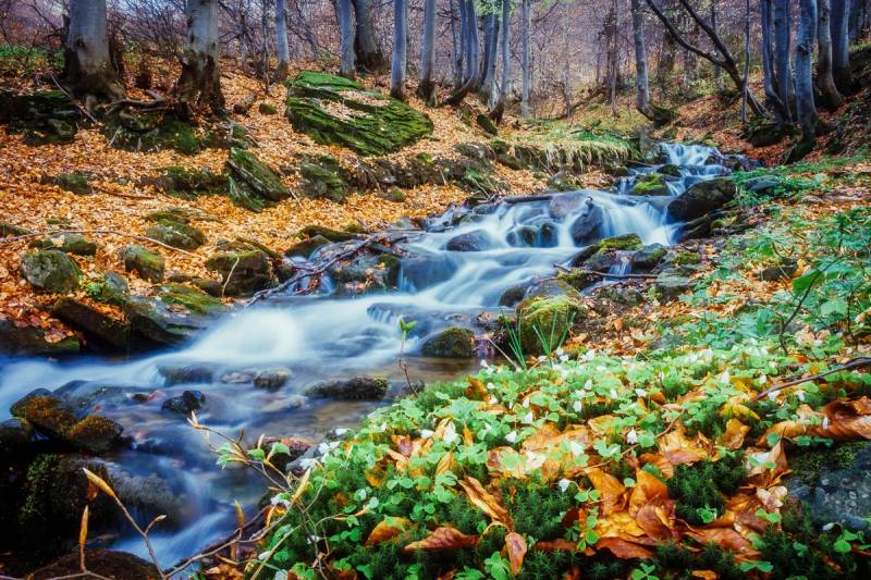 Papermoon Fototapete »Fluss im Wald« von Papermoon