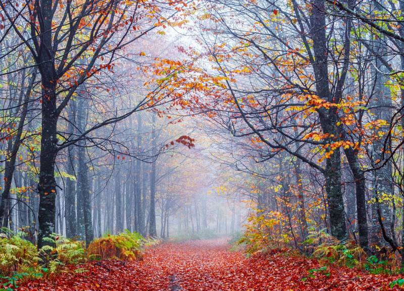 Papermoon Fototapete »Foggy Autumn Forest Road« von Papermoon