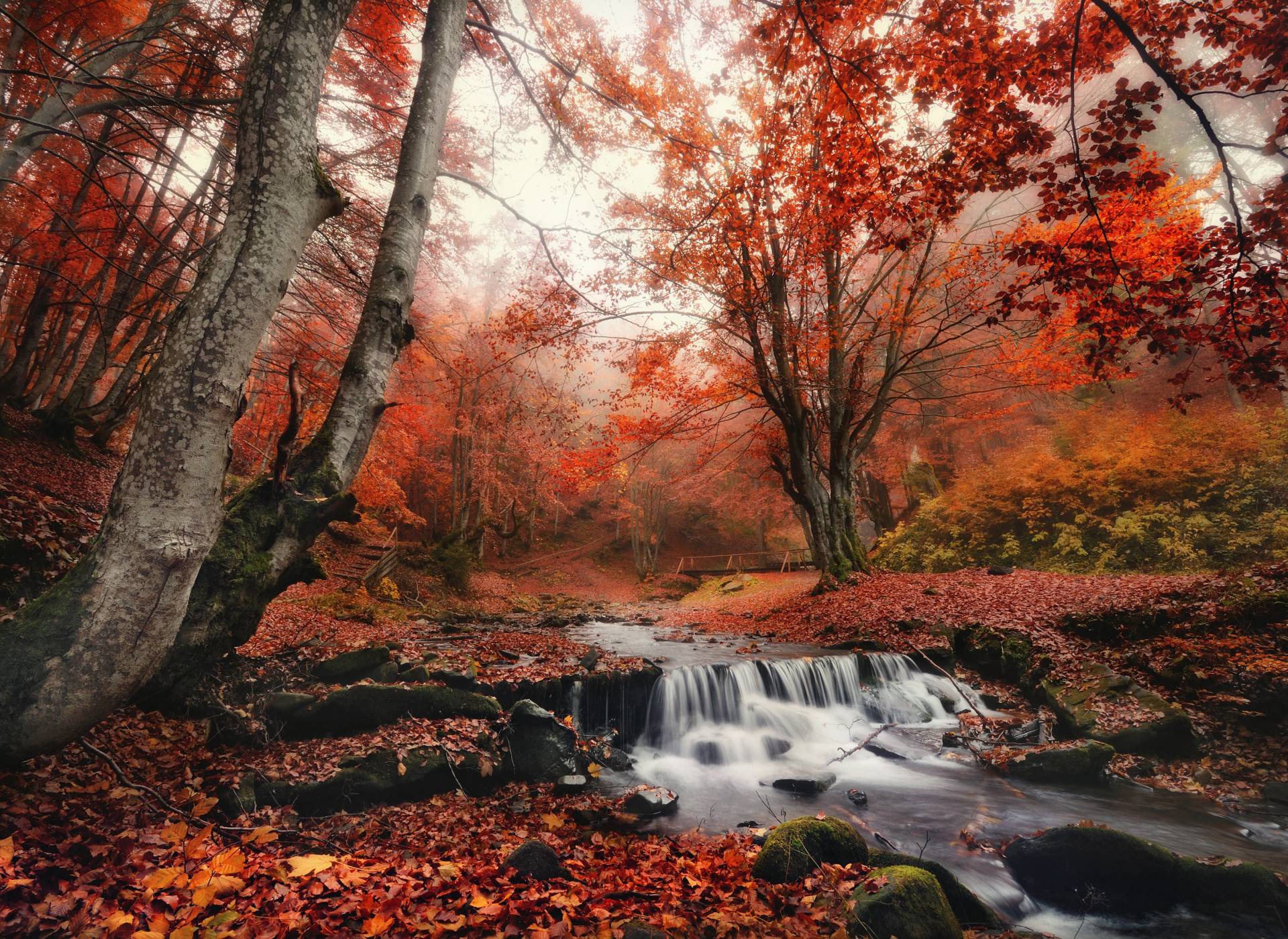 Papermoon Fototapete »Foggy Forest Creek« Papermoon Fototapete »Foggy Forest Creek« von Papermoon