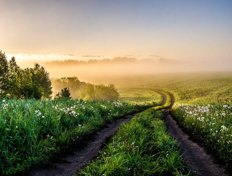 Papermoon Fototapete »Foggy Forest Path« von Papermoon