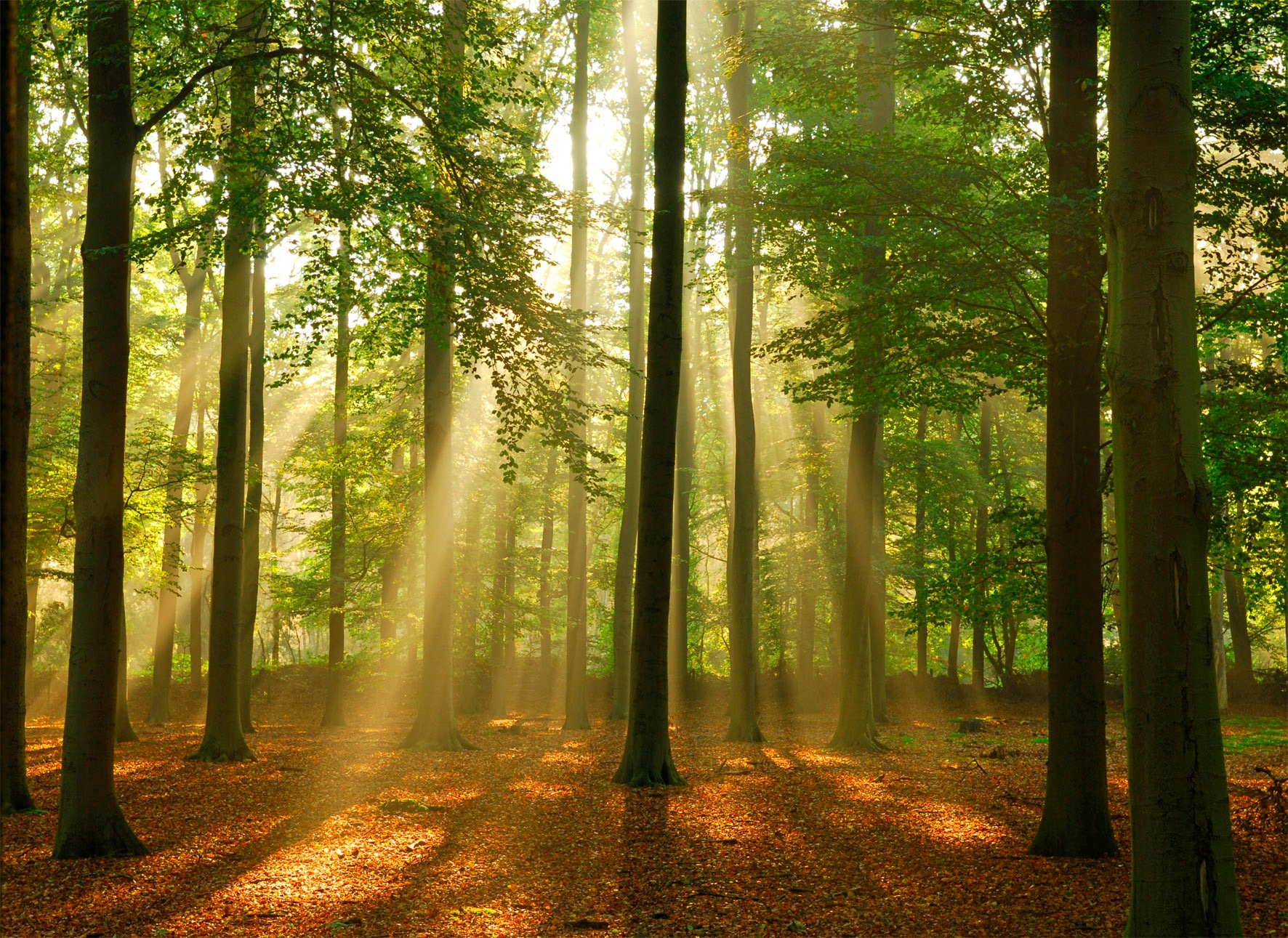 Papermoon Fototapete »Forest in the Morning« von Papermoon