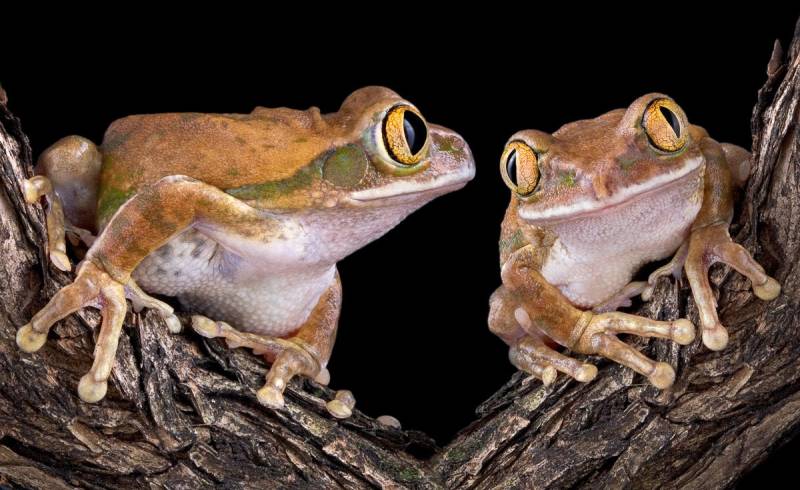 Papermoon Fototapete »Froschliebe mit grossen Augen« von Papermoon