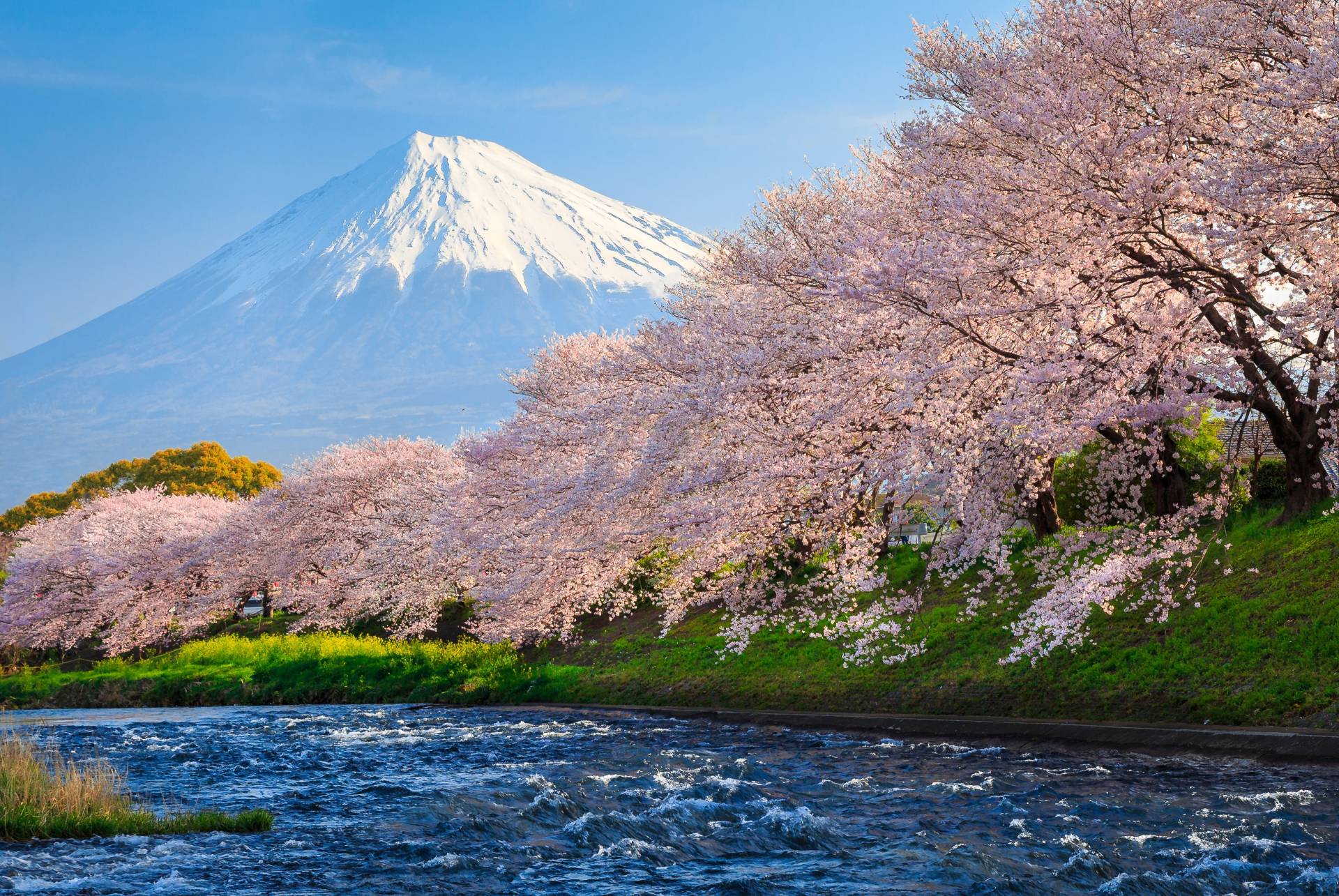 Papermoon Fototapete »Fuji and Sakura« von Papermoon