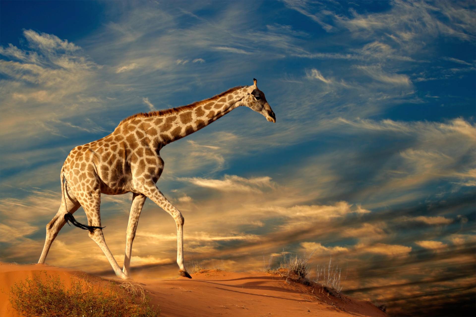 Papermoon Fototapete »GIRAFFE-TIERE AFRIKA SAVANNE STEPPE DÜNE HIMMEL WOLKEN« von Papermoon