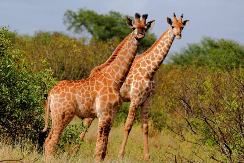 Papermoon Fototapete »GIRAFFE-TIERE AFRIKA SAVANNE STEPPE SAHARA BÄUME NATUR« von Papermoon