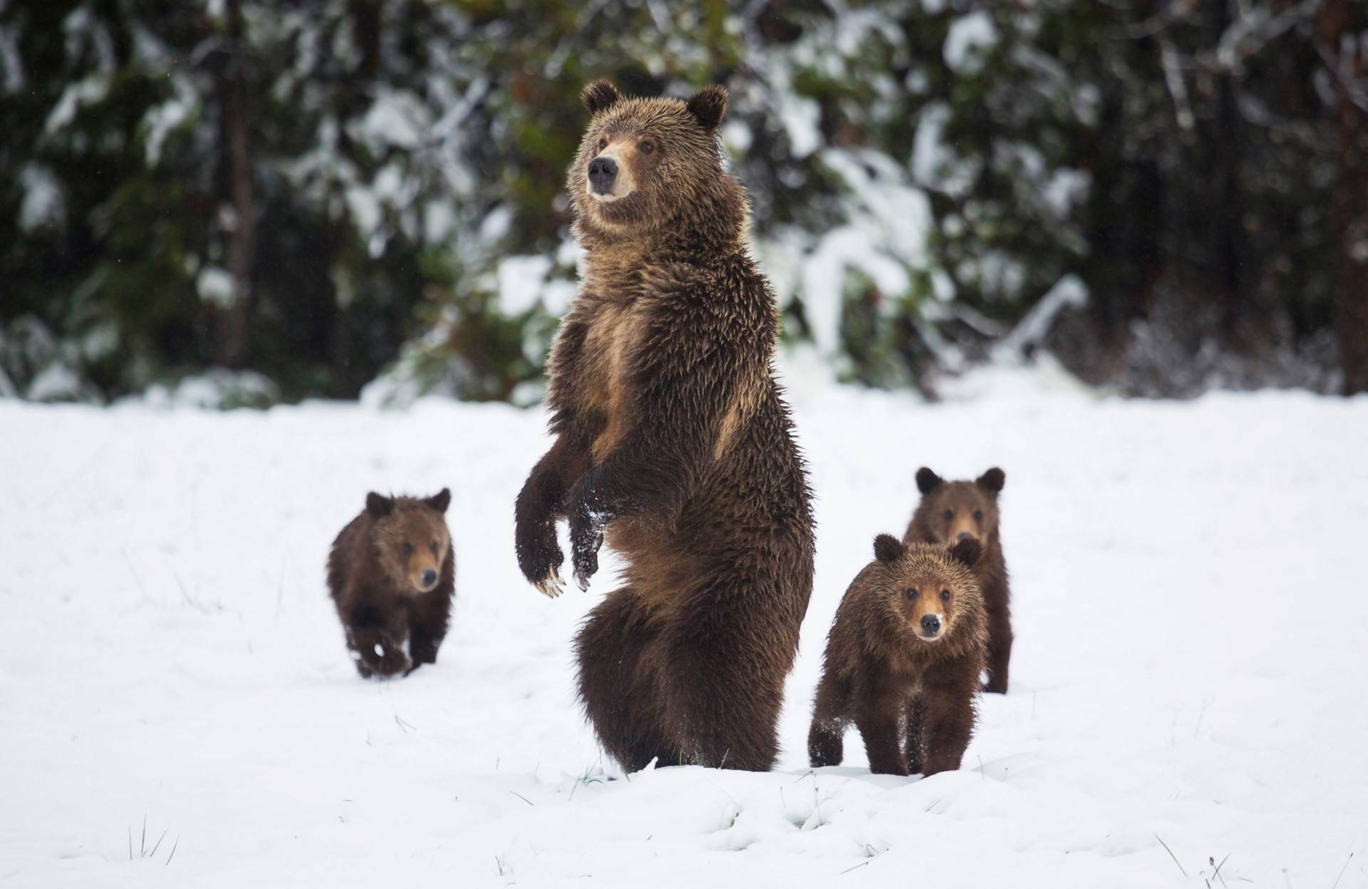 Papermoon Fototapete »GRIZZLEY BÄR-MIT JUNGEN WINTER NATUR WILDE TIERE WALD« von Papermoon