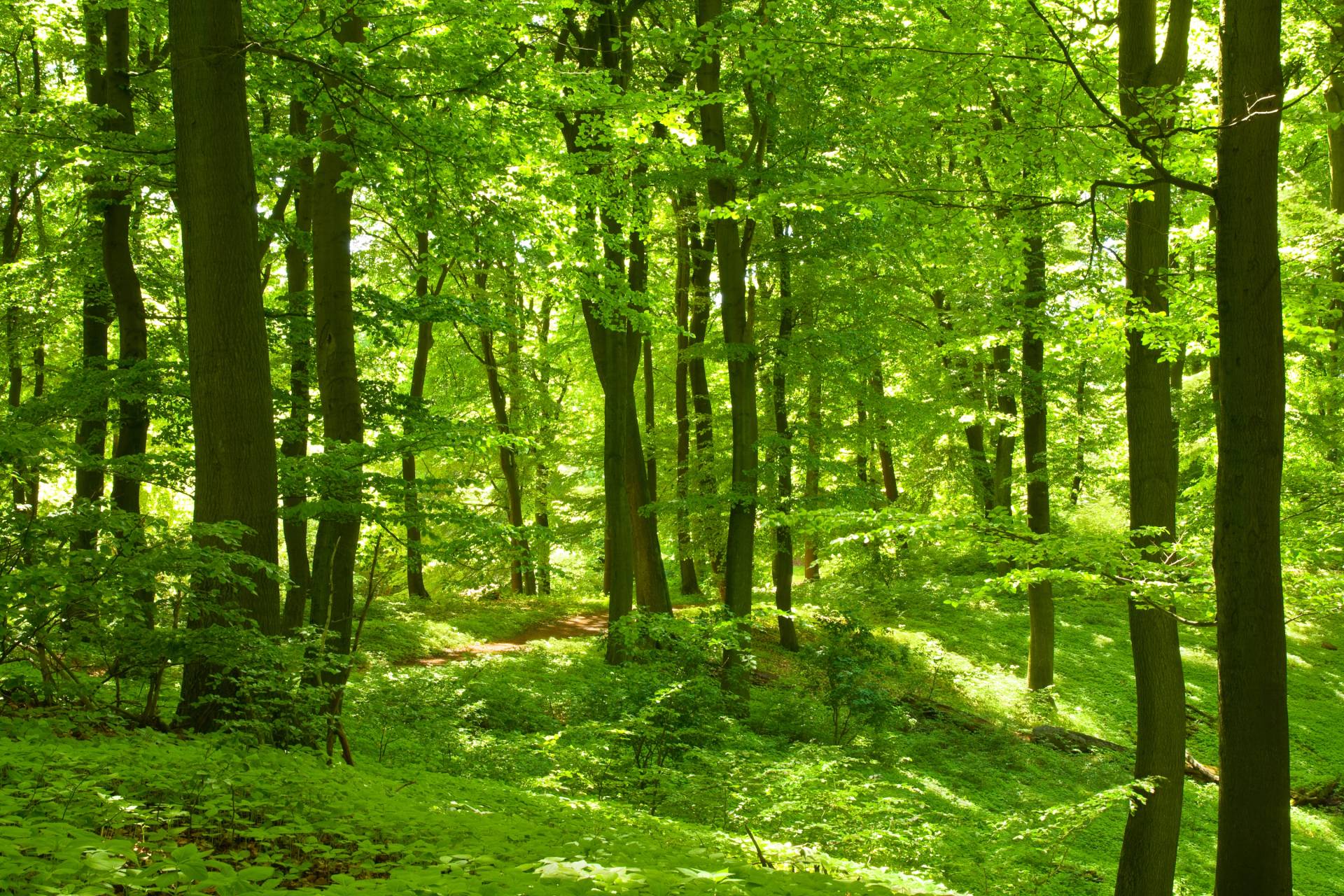 Papermoon Fototapete »German Beech Forest« von Papermoon