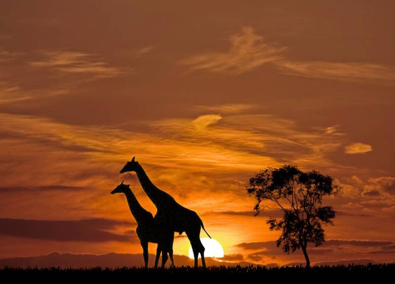 Papermoon Fototapete »Giraffen vor Sonnenuntergang« von Papermoon