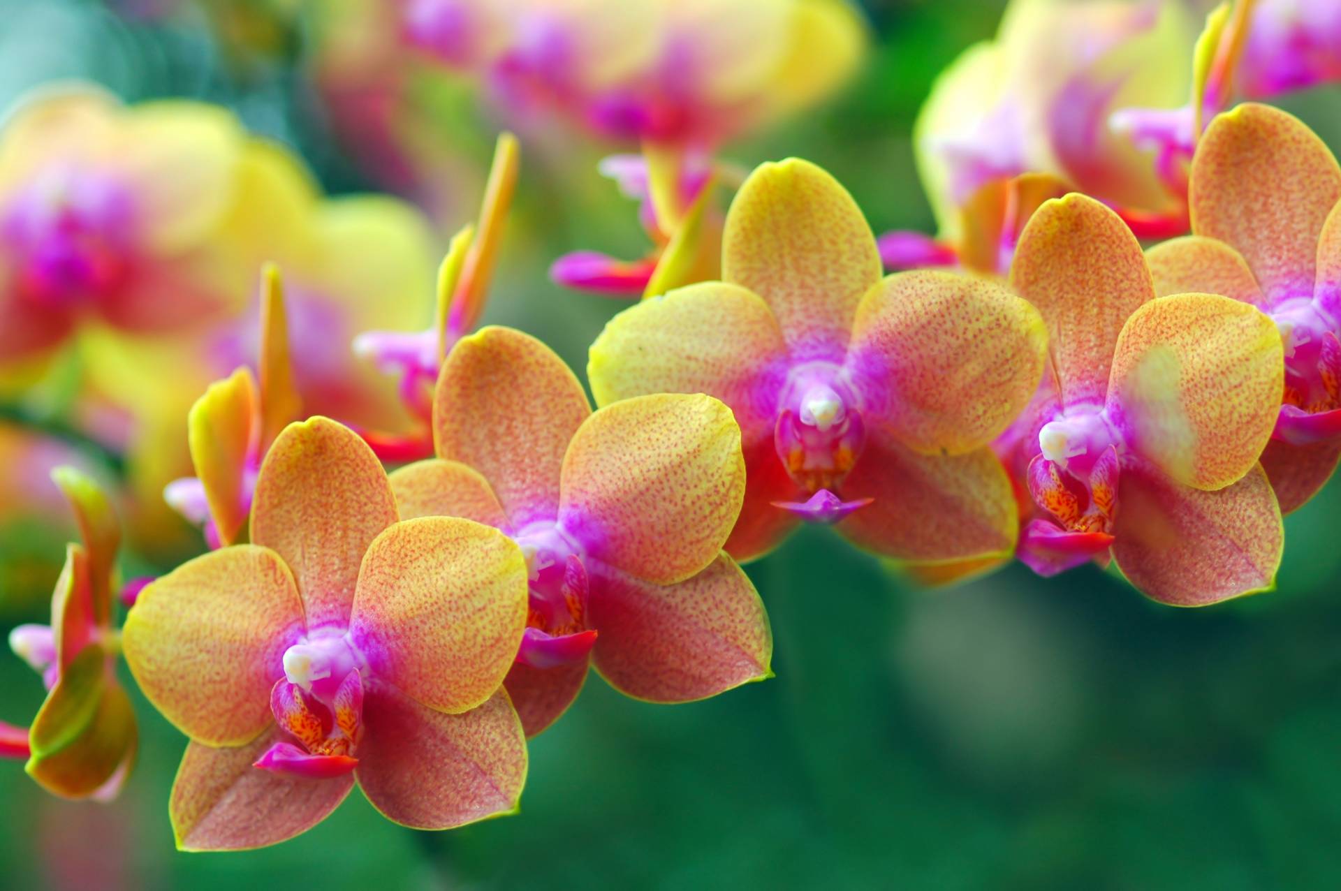 Papermoon Fototapete »Goldfarbenen Orchids« Papermoon Fototapete »Goldfarbenen Orchids« von Papermoon