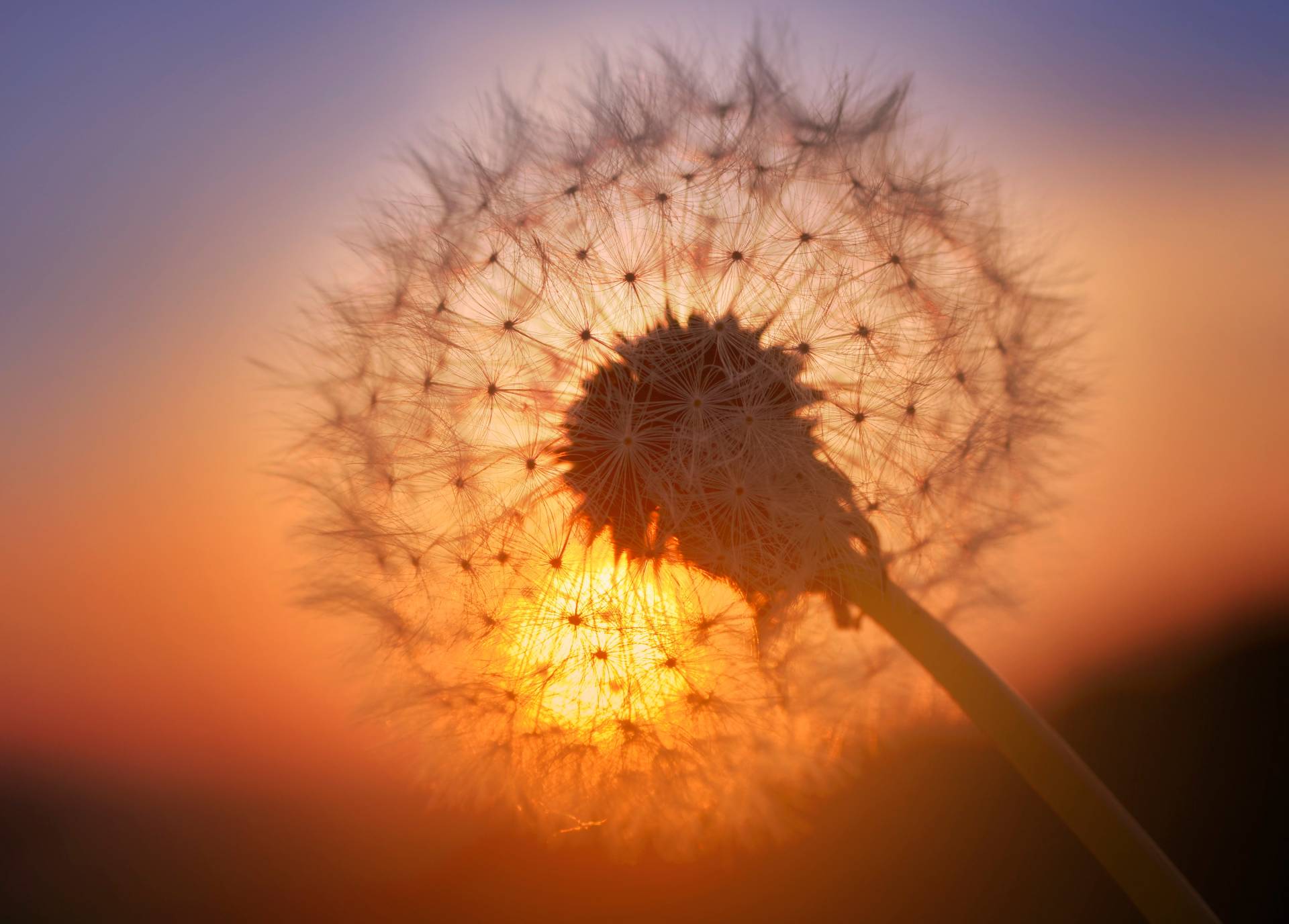 Papermoon Fototapete »Goldfarbenen Sunset Dandelion« von Papermoon