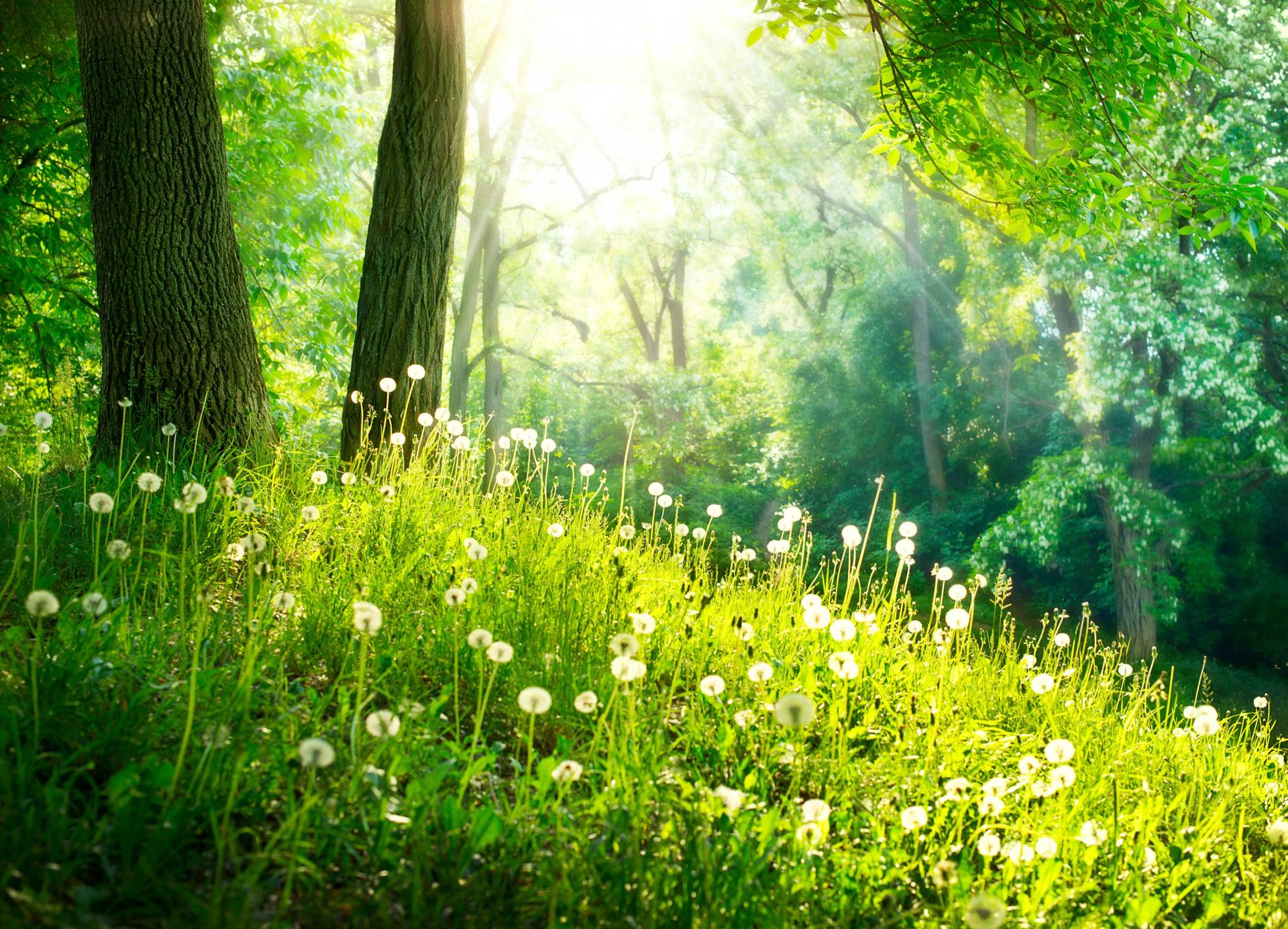 Papermoon Fototapete »Green Grass and Trees« von Papermoon