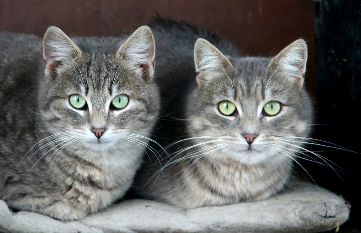 Papermoon Fototapete »Grüne Augen Katzen« von Papermoon