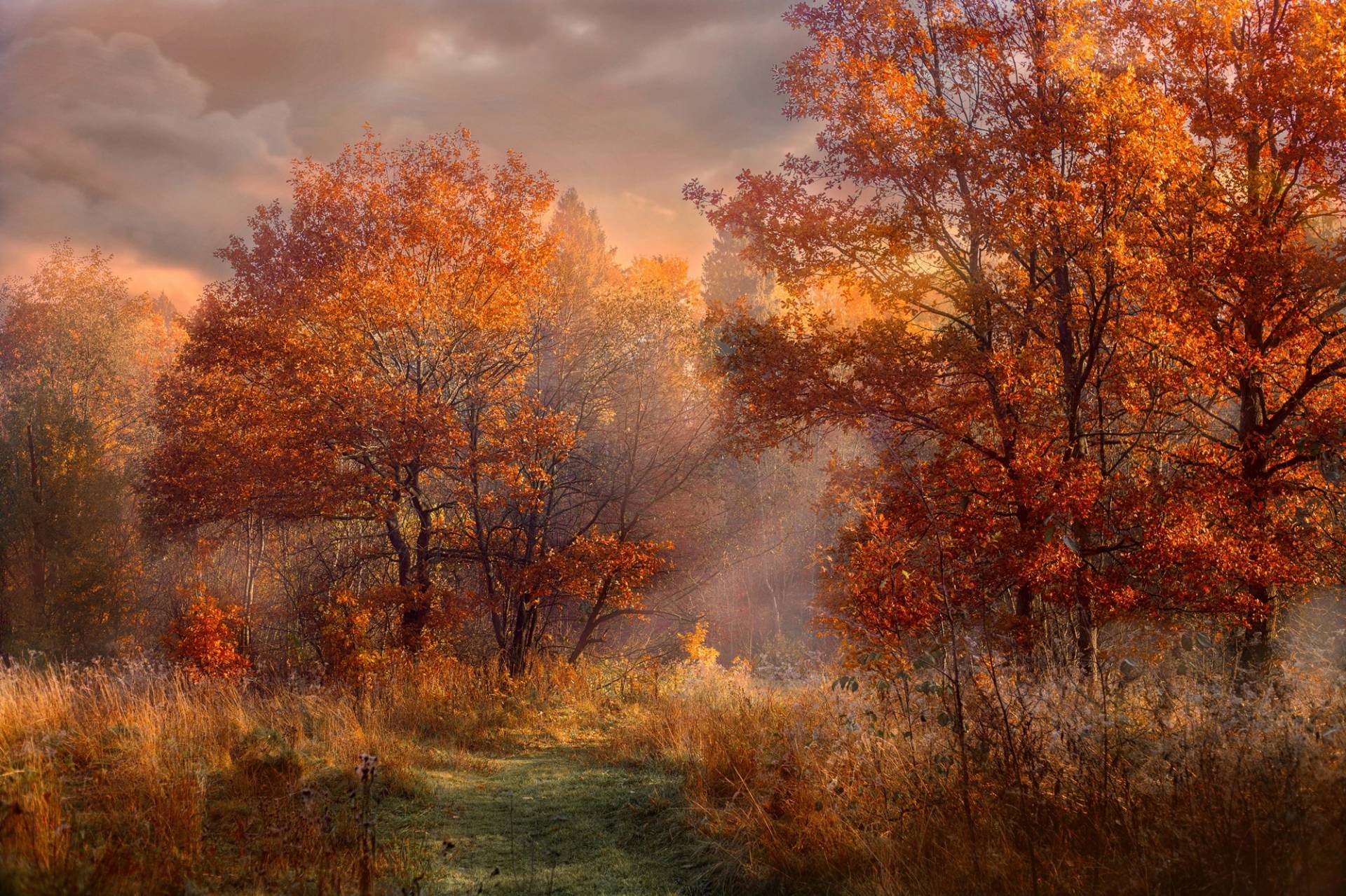 Papermoon Fototapete »HERBST-WALD-ROTE EICHEN BAUM NATUR PFLANZE SONNE NEBEL« von Papermoon