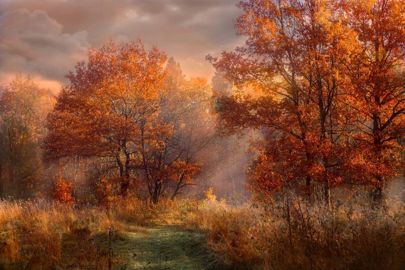 Papermoon Fototapete »HERBST-WALD-ROTE EICHEN BAUM NATUR PFLANZE SONNE NEBEL« von Papermoon