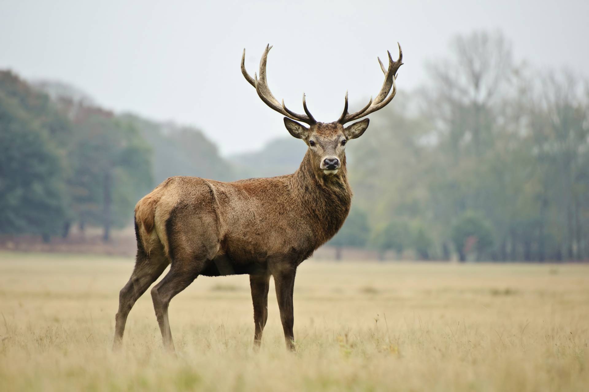 Papermoon Fototapete »HIRSCH-NATUR LANDSCHAFT WILD TIERE WALD BÄUME PFERDE« von Papermoon