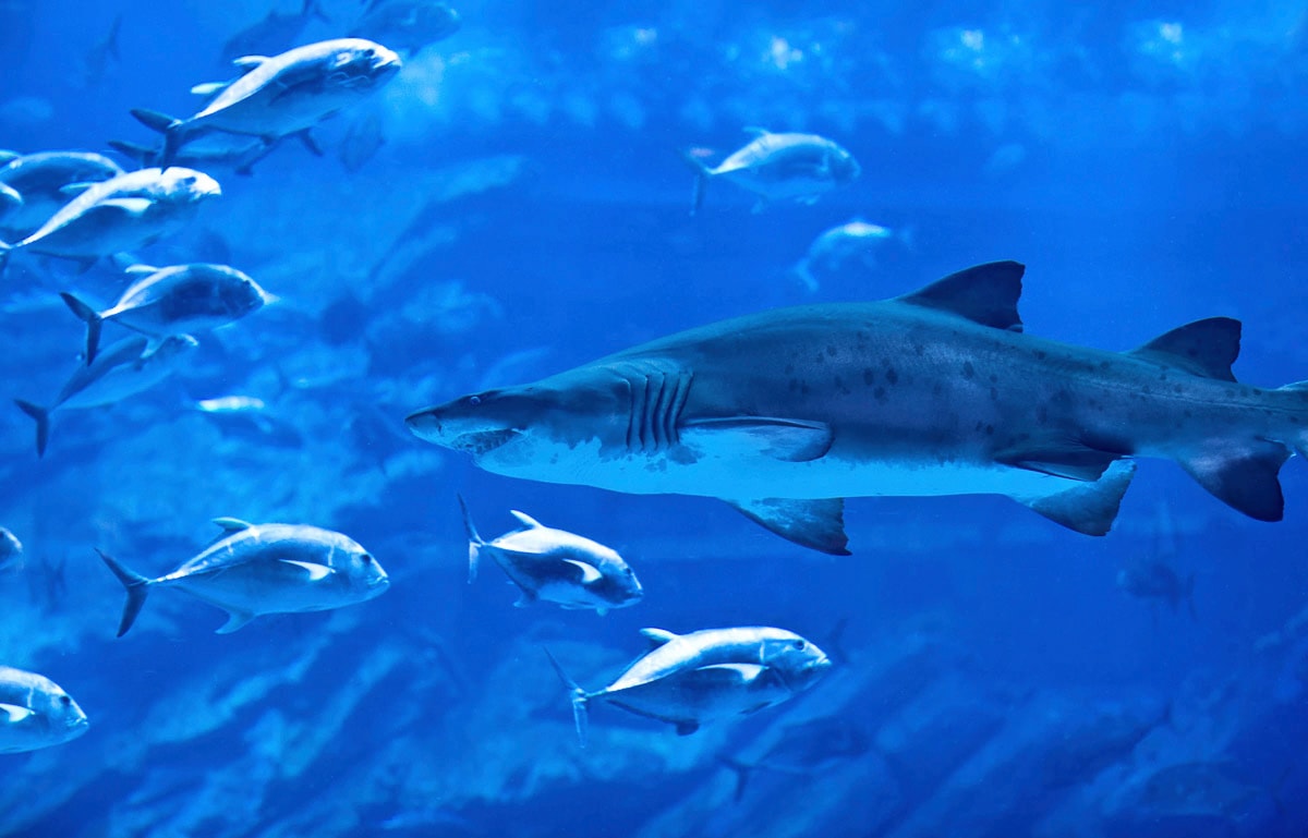 Papermoon Fototapete »Hai mit Fischen« von Papermoon