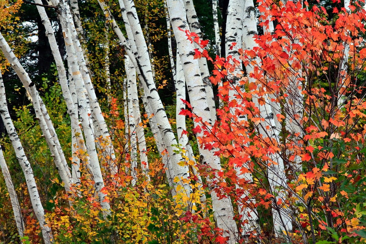 Papermoon Fototapete »Herbst Birkenwald« von Papermoon