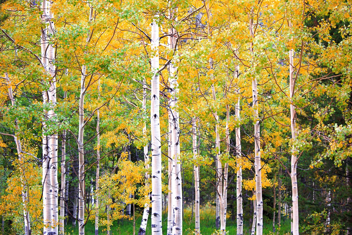 Papermoon Fototapete »Herbst Birkenwald« von Papermoon