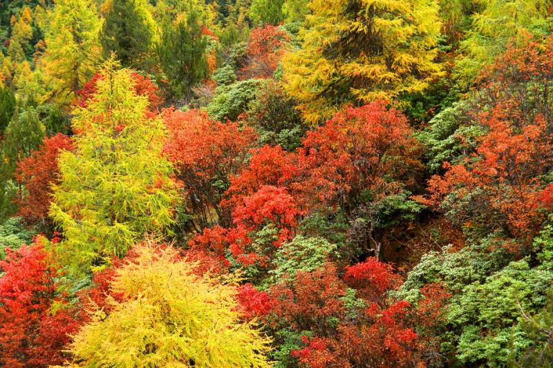 Papermoon Fototapete »Herbst Wald« von Papermoon