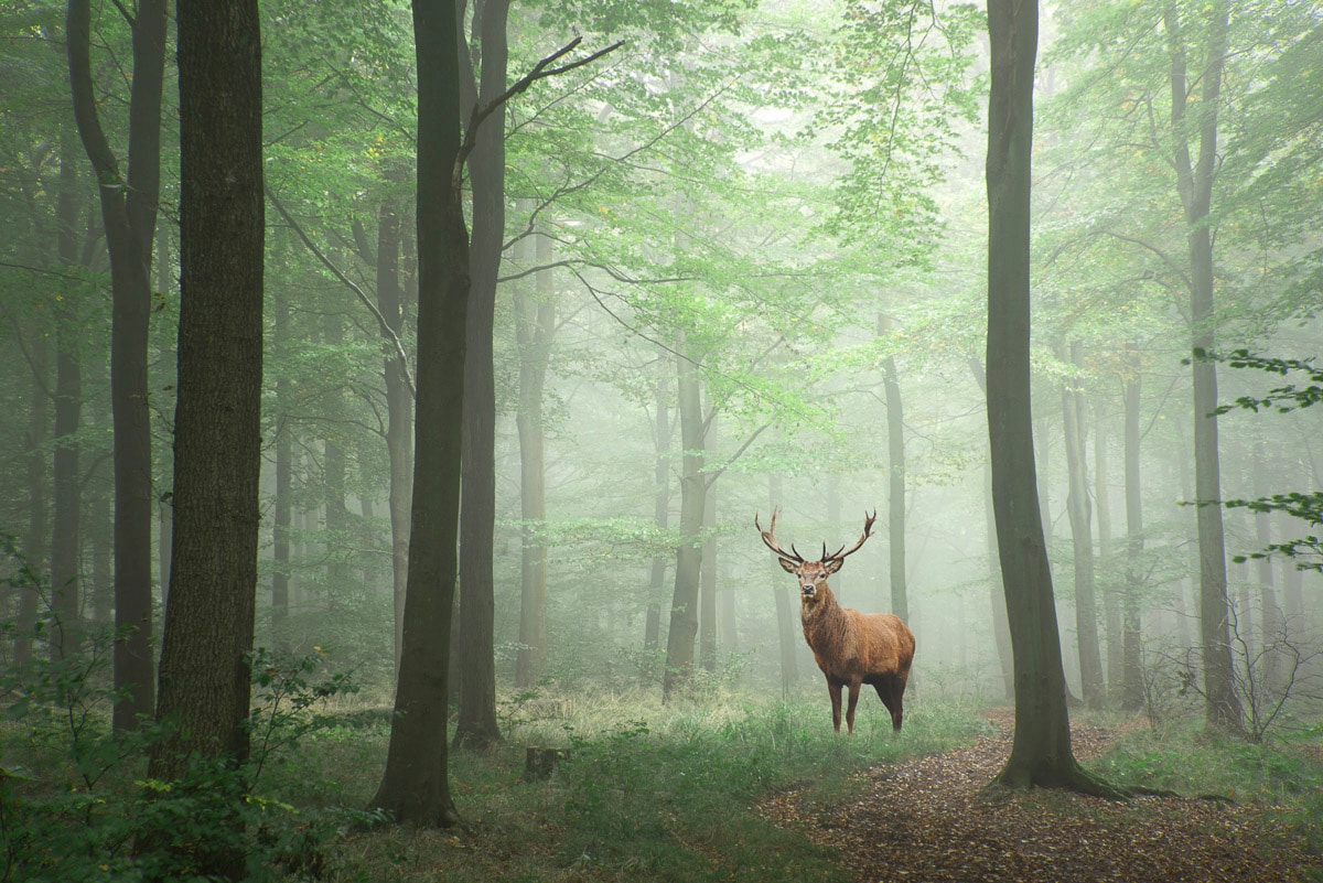 Papermoon Fototapete »Hirsch im Wald« von Papermoon