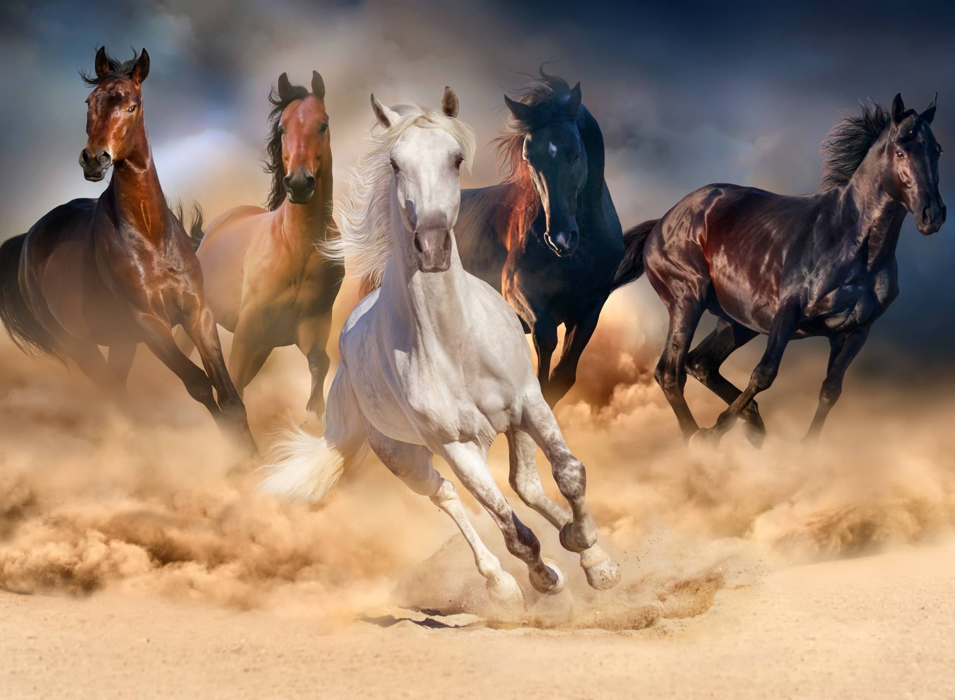 Papermoon Fototapete »Horse Herd in Gallop« Papermoon Fototapete »Horse Herd in Gallop« von Papermoon