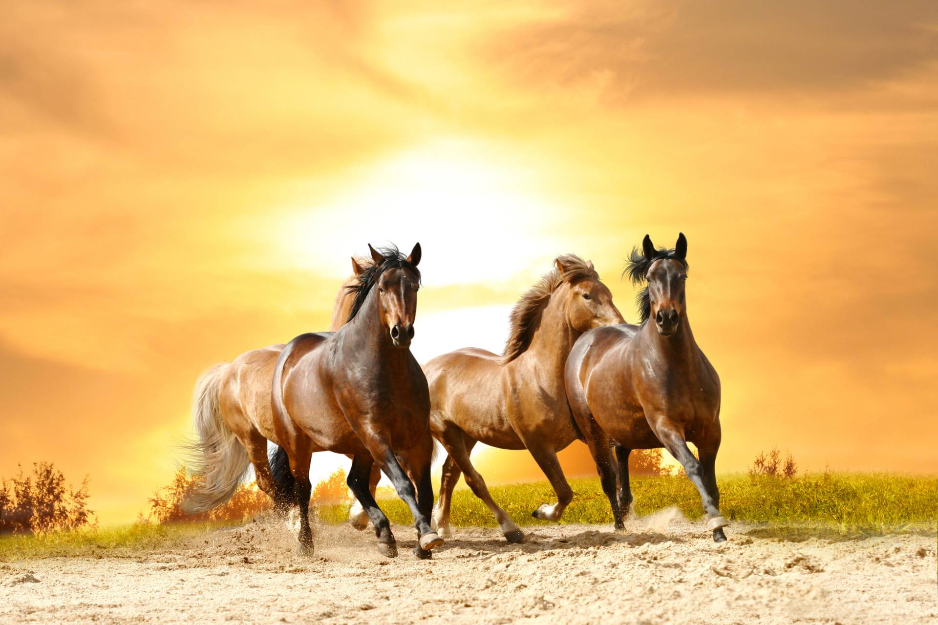 Papermoon Fototapete »Horses Run in Sunset« von Papermoon
