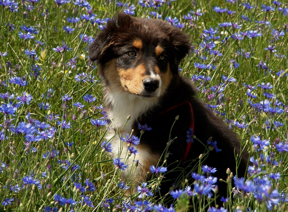 Papermoon Fototapete »Hütehund Welpe Australian Sheppard in Blumenwiese« von Papermoon