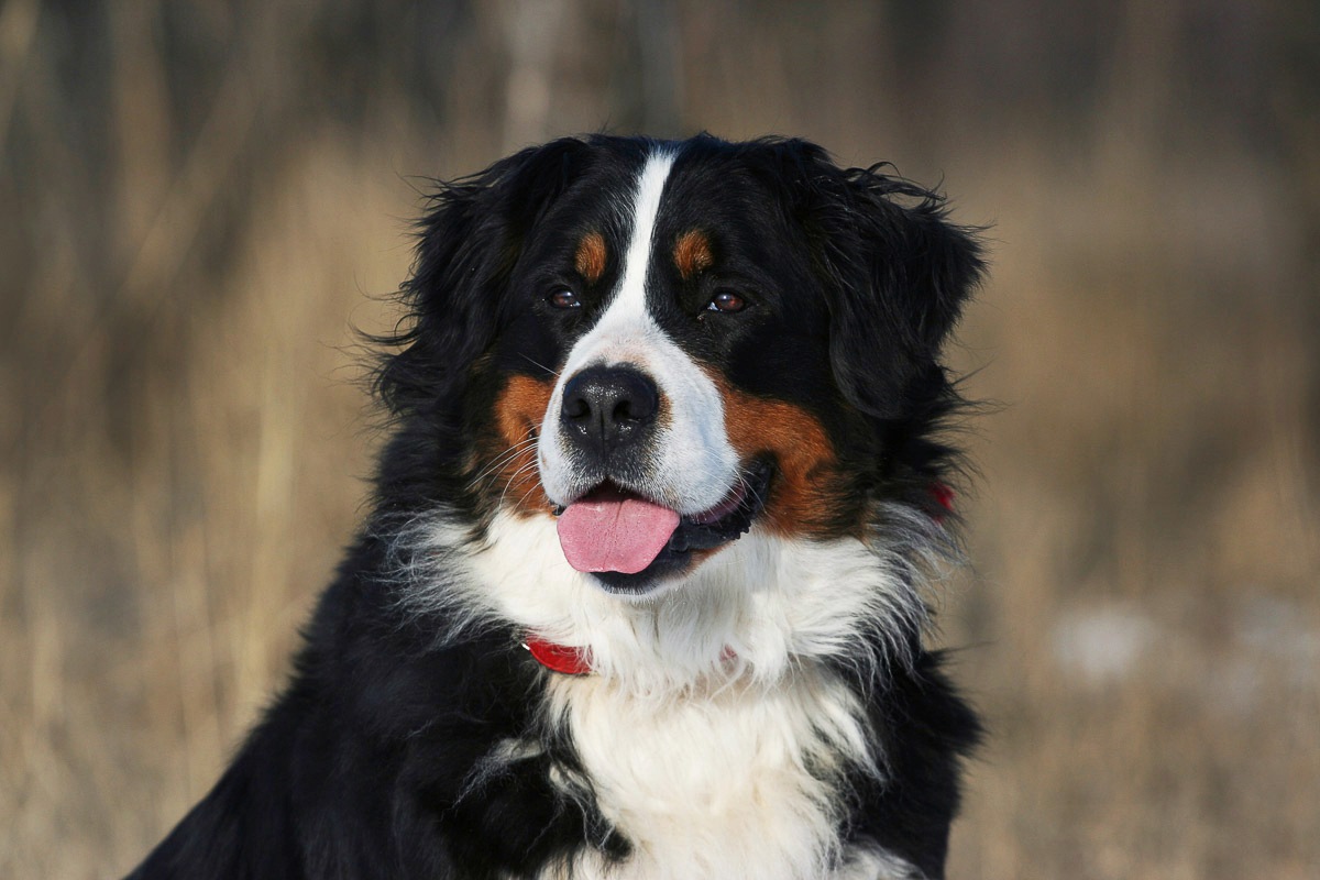 Papermoon Fototapete »Hund, Berner Sennenhund« von Papermoon