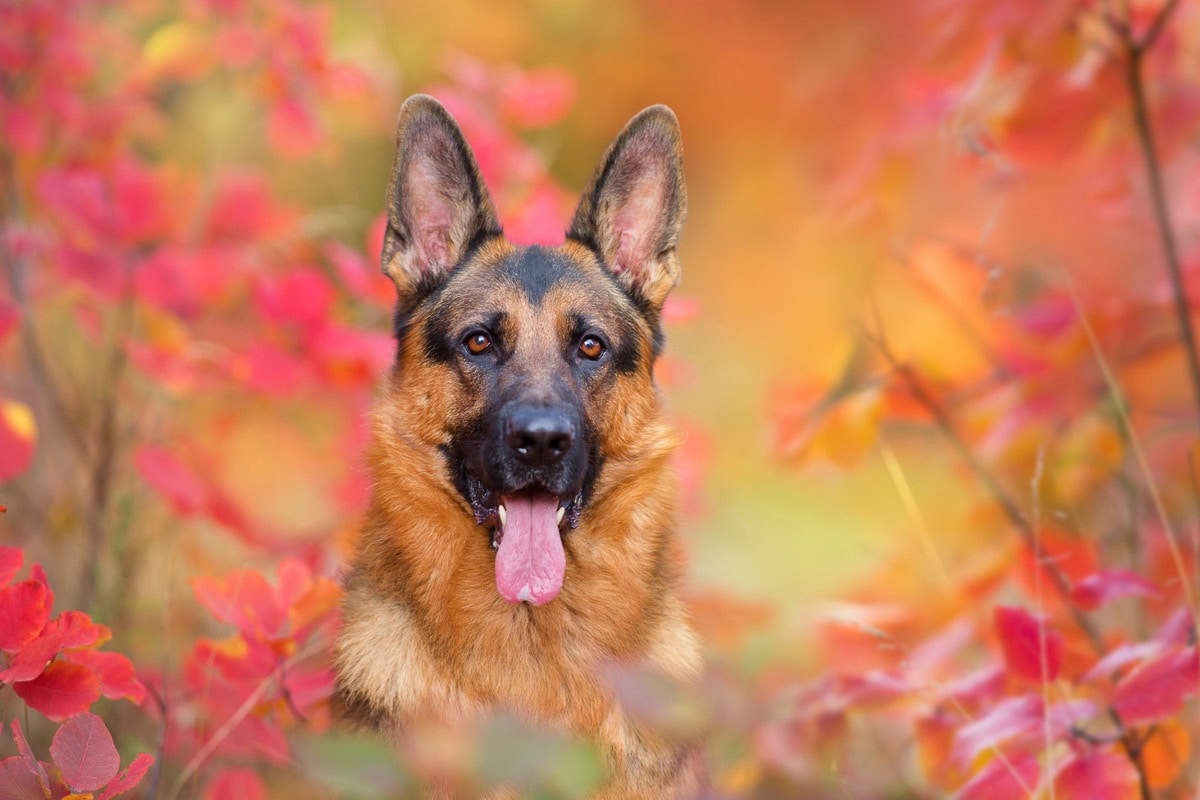 Papermoon Fototapete »Hund in Natur« von Papermoon