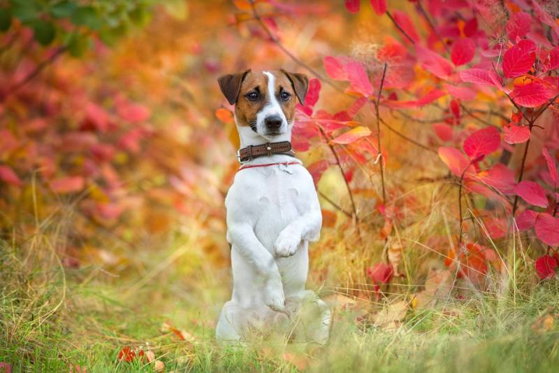 Papermoon Fototapete »Hund in Natur« von Papermoon