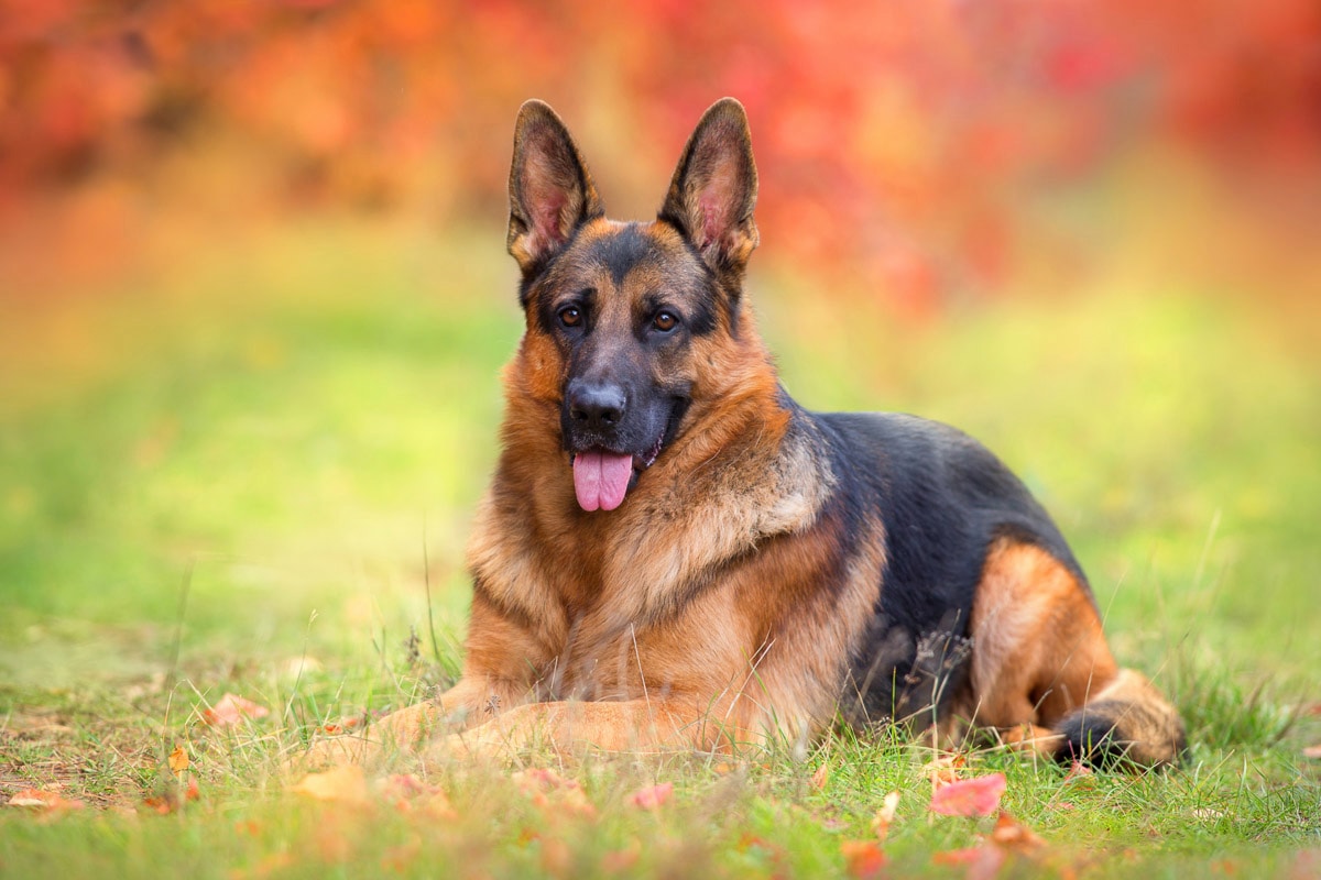 Papermoon Fototapete »Hund in Natur« von Papermoon