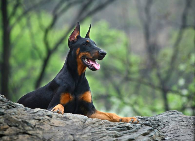 Papermoon Fototapete »Hund in Natur« von Papermoon