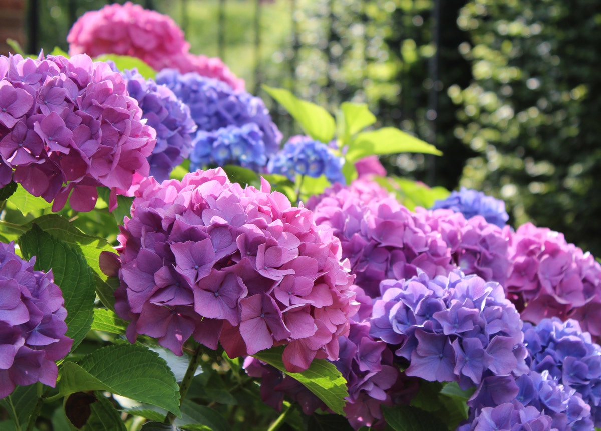 Papermoon Fototapete »Hydrangea Macrophylla« von Papermoon