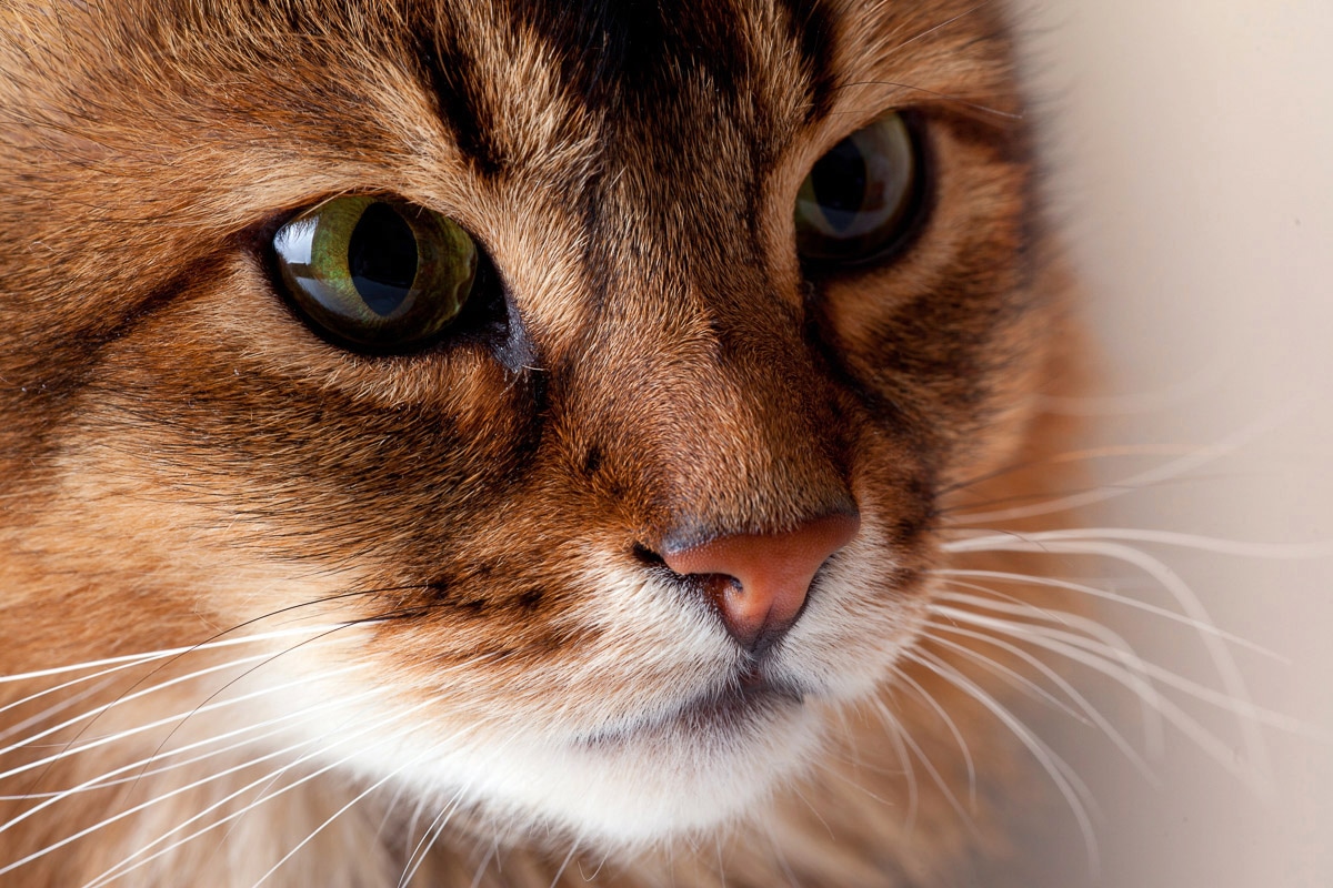 Papermoon Fototapete »Katze« von Papermoon