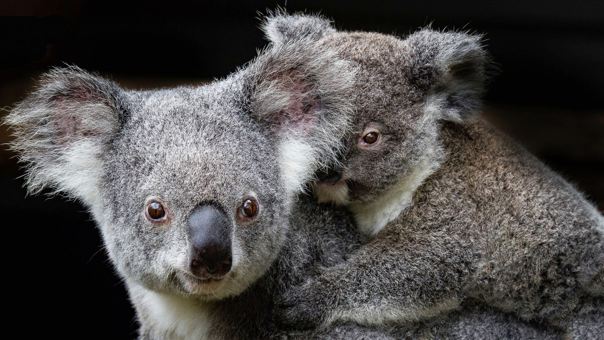 Papermoon Fototapete »Koala Mutter und Joey« von Papermoon