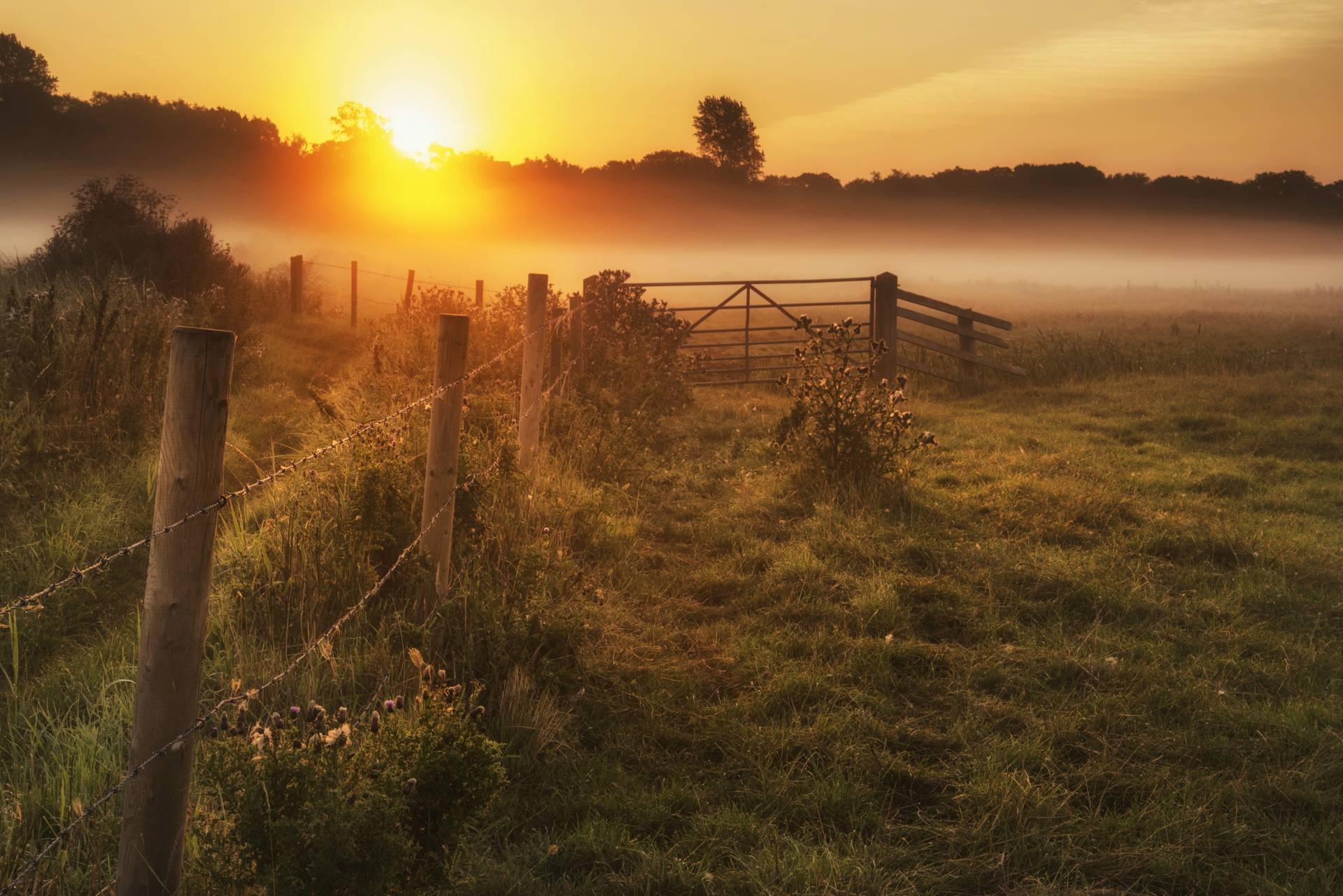 Papermoon Fototapete »LANDSCHAFT-NATUR SONNENUNTERGANG BÄUME WALD NEBEL BAUM« von Papermoon