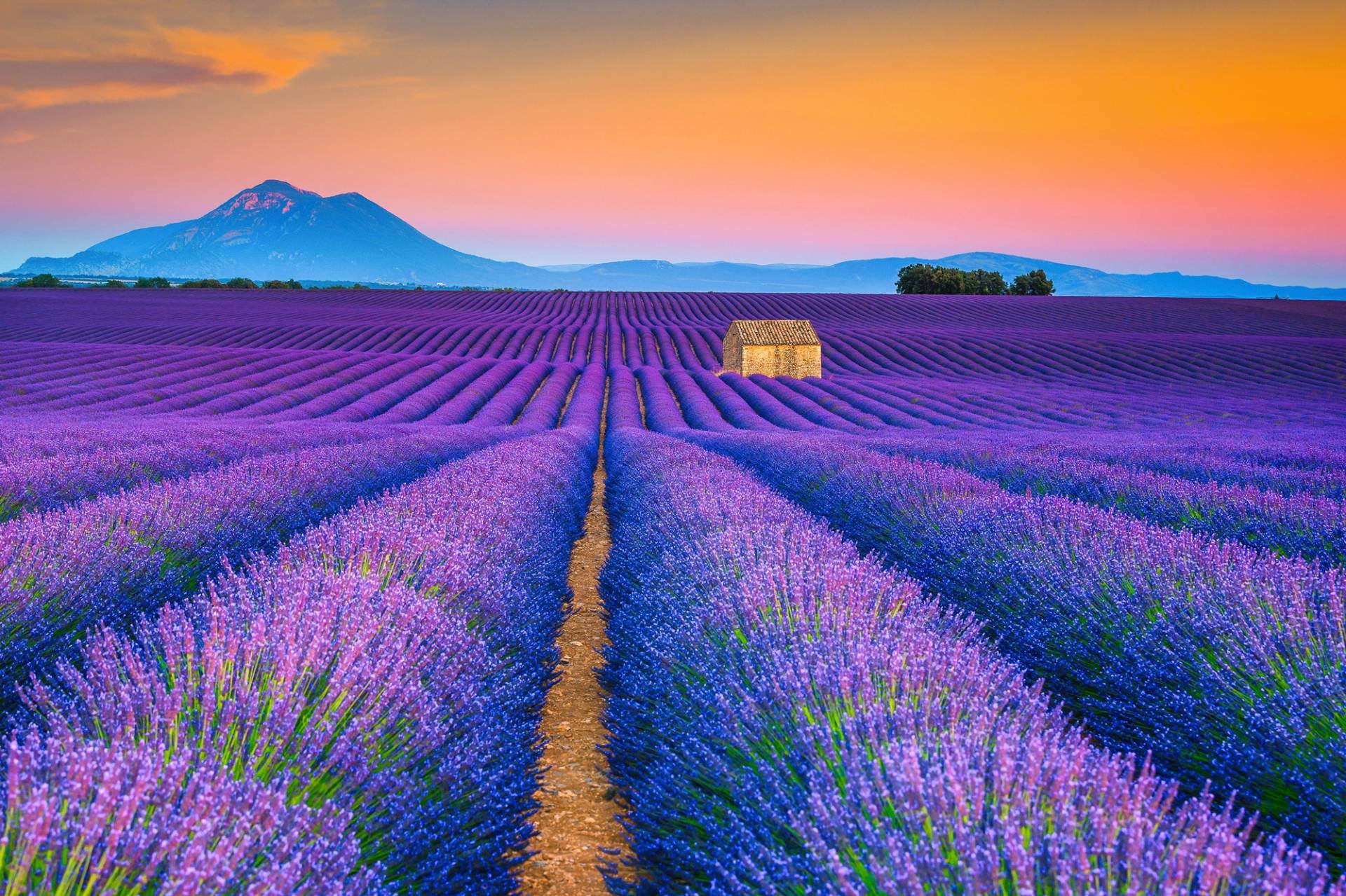 Papermoon Fototapete »LAVENDEL-FELD-PROVENCE WIESE GEBIRGE BLUMEN SONNE WALD« von Papermoon