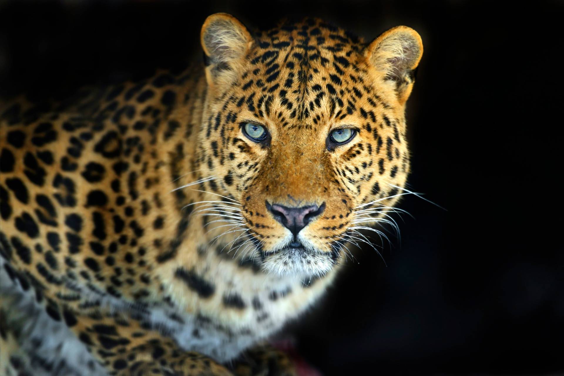 Papermoon Fototapete »LEOPARD-KATZE TIGER LÖWE PUMA JAGUAR WILD AFRIKA ASIEN« von Papermoon