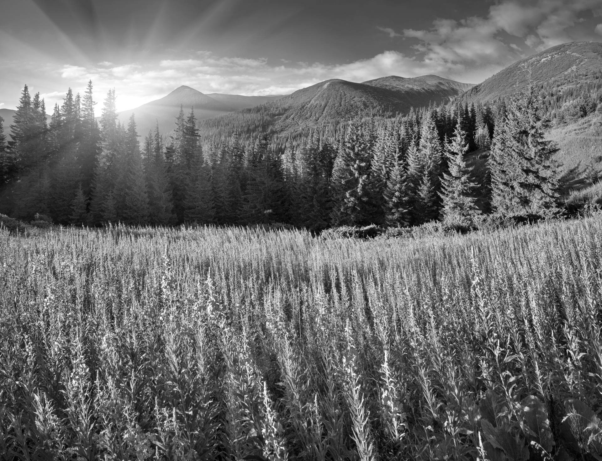 Papermoon Fototapete »Landschaft Schwarz & Weiss« von Papermoon