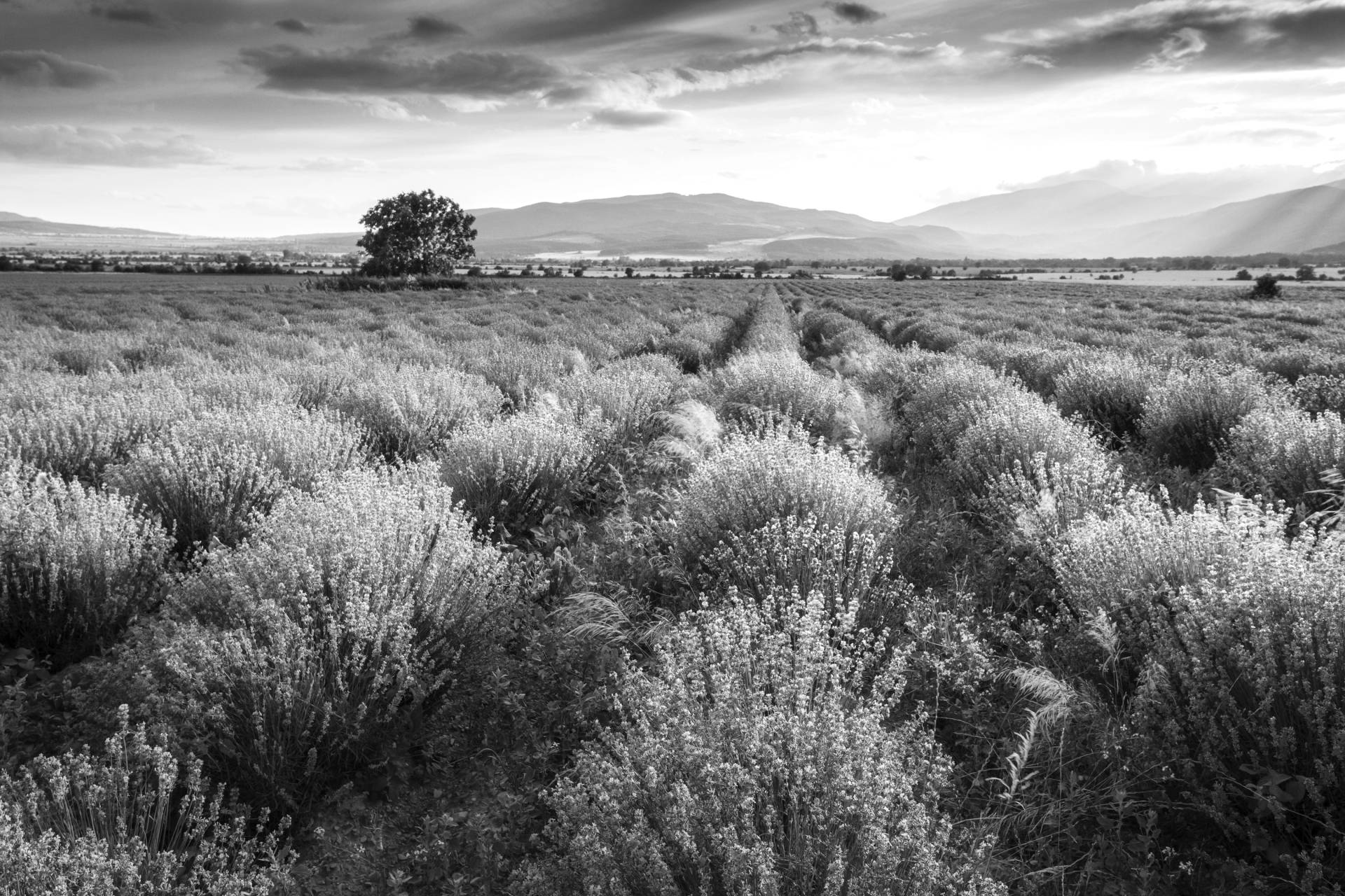 Papermoon Fototapete »Landschaft Schwarz & Weiss« von Papermoon