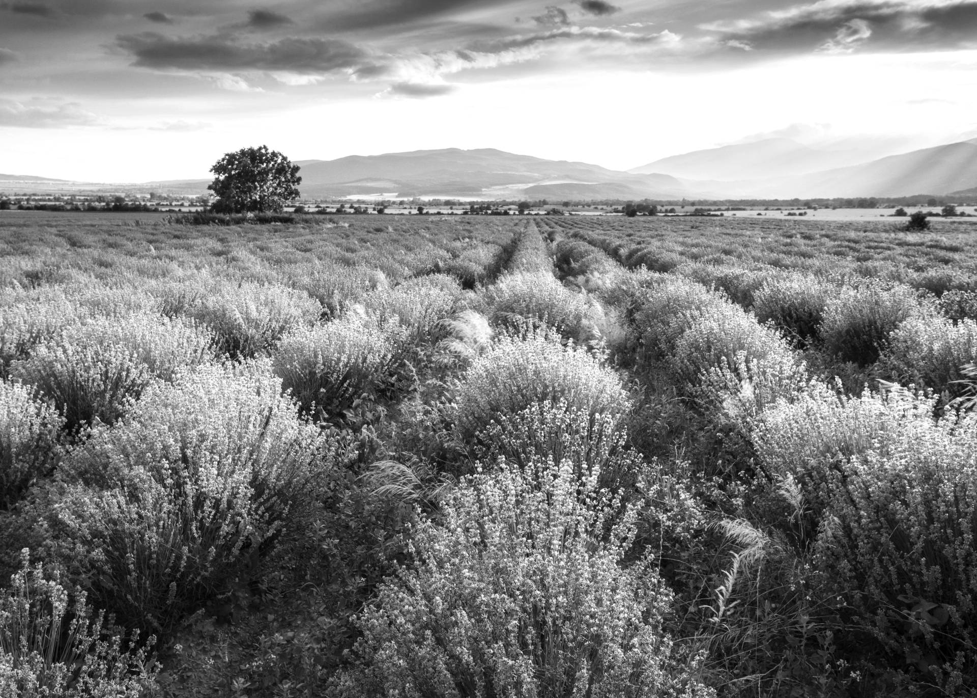 Papermoon Fototapete »Landschaft schwarz & weiss« von Papermoon