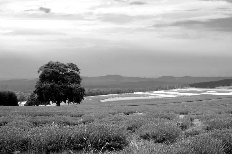 Papermoon Fototapete »Landschaft schwarz & weiss« von Papermoon