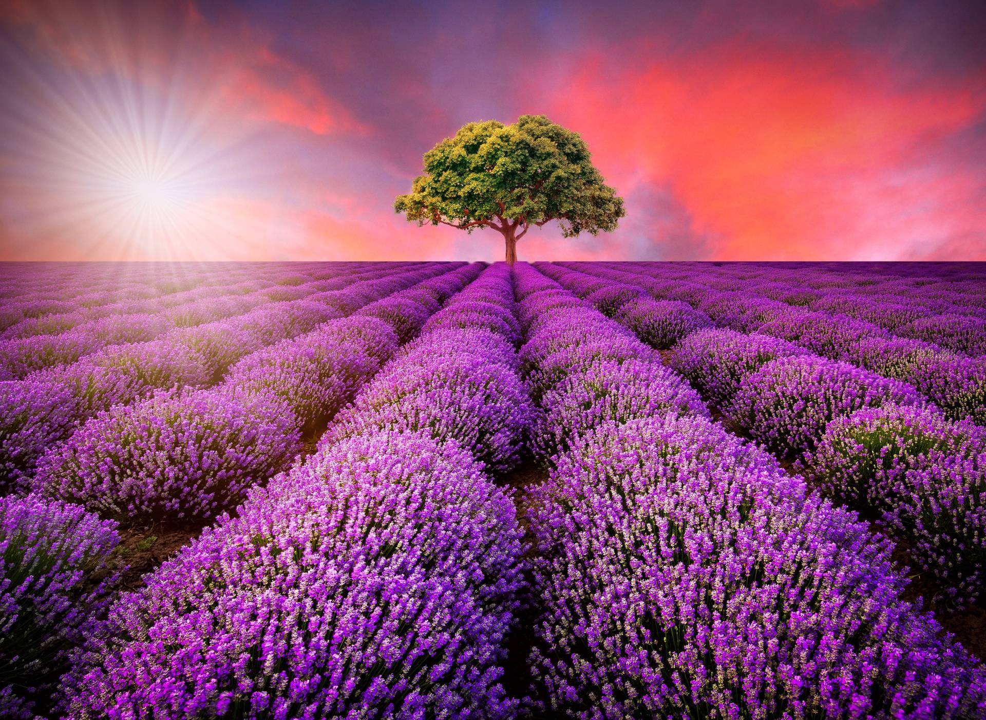 Papermoon Fototapete »Lavendel Field in Sunburst« von Papermoon