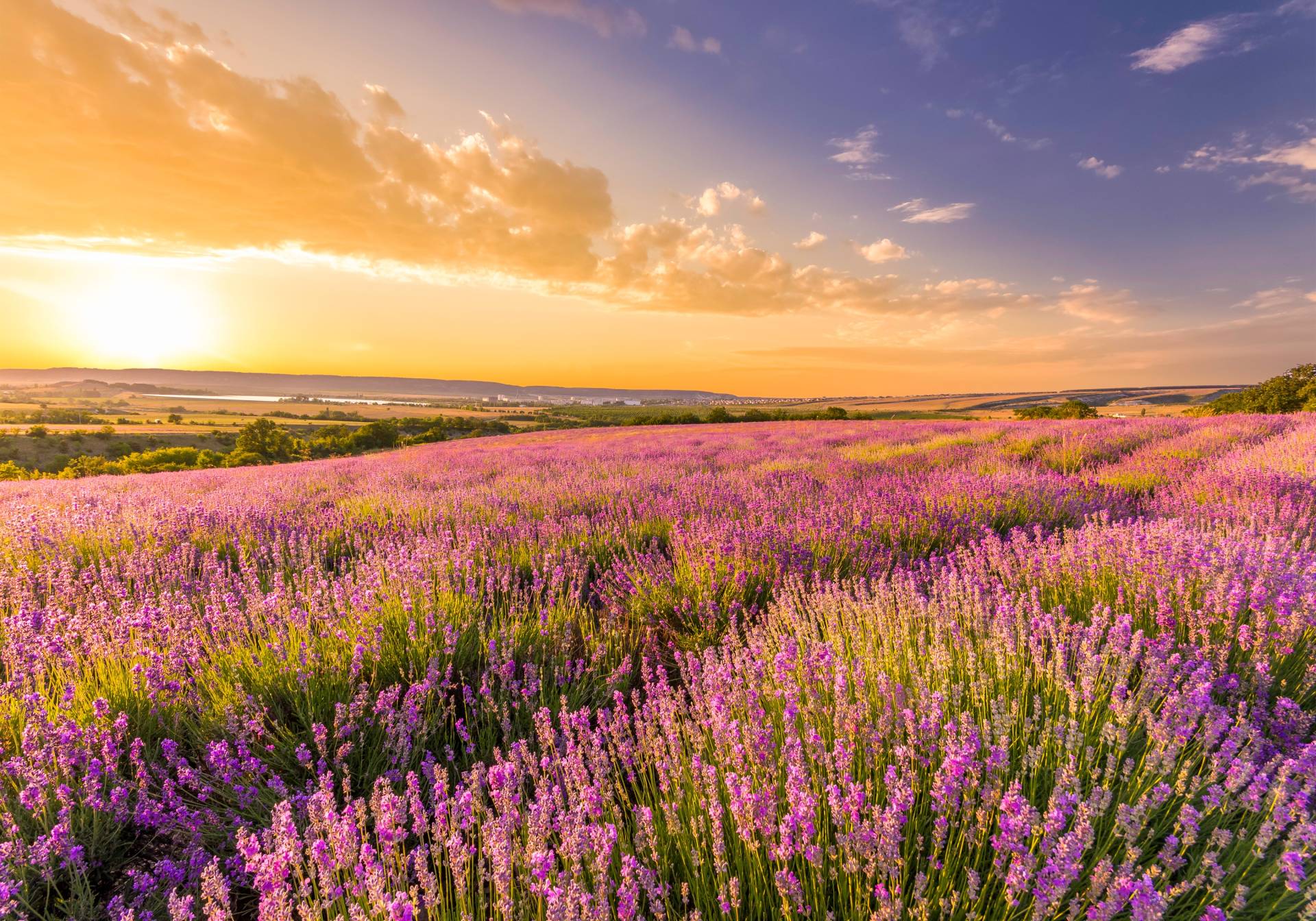 Papermoon Fototapete »Lavender Field« von Papermoon