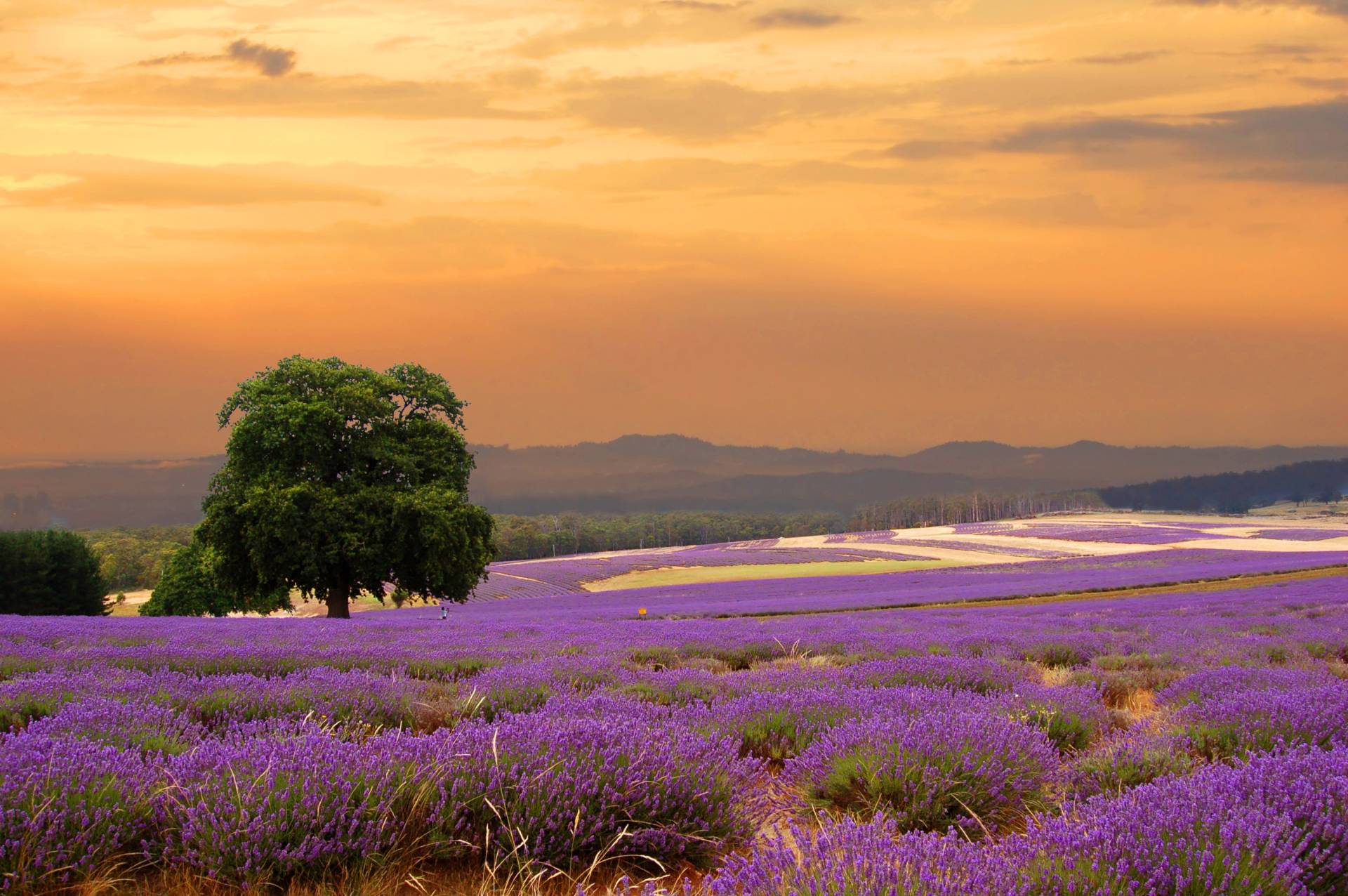 Papermoon Fototapete »Lavender Field« von Papermoon