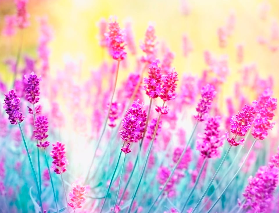 Papermoon Fototapete »Lavender Flower« von Papermoon